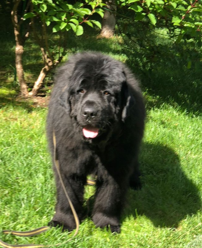 Фотография № 237079