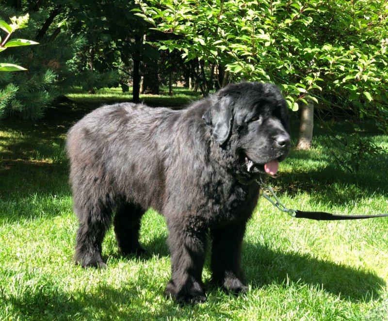 Фотография № 237080