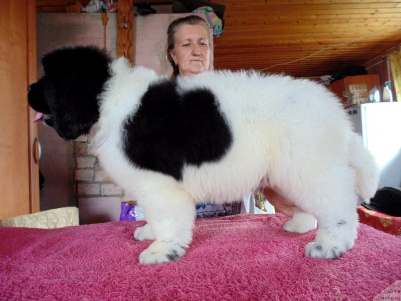 Фото: ньюфаундленд Добрыня от Карельских Медведей