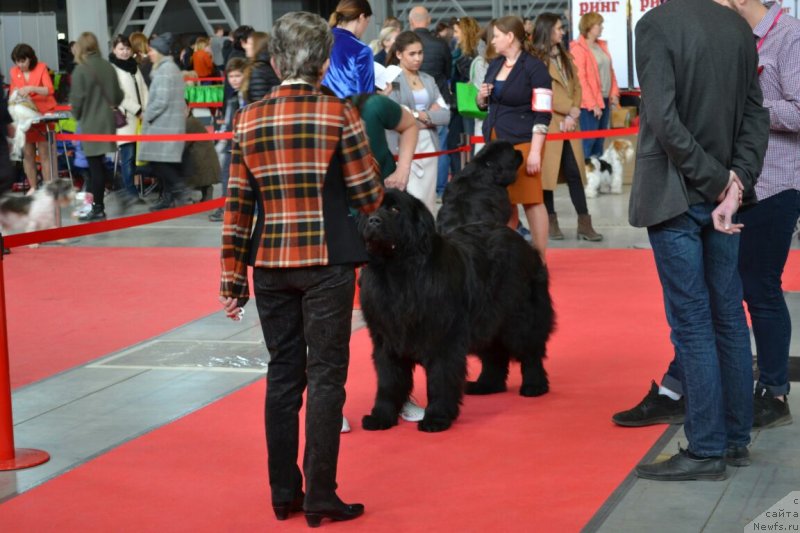 Фото: ньюфаундленд Браунблад МСК Вина Коррайн, Юлия Лобанова 