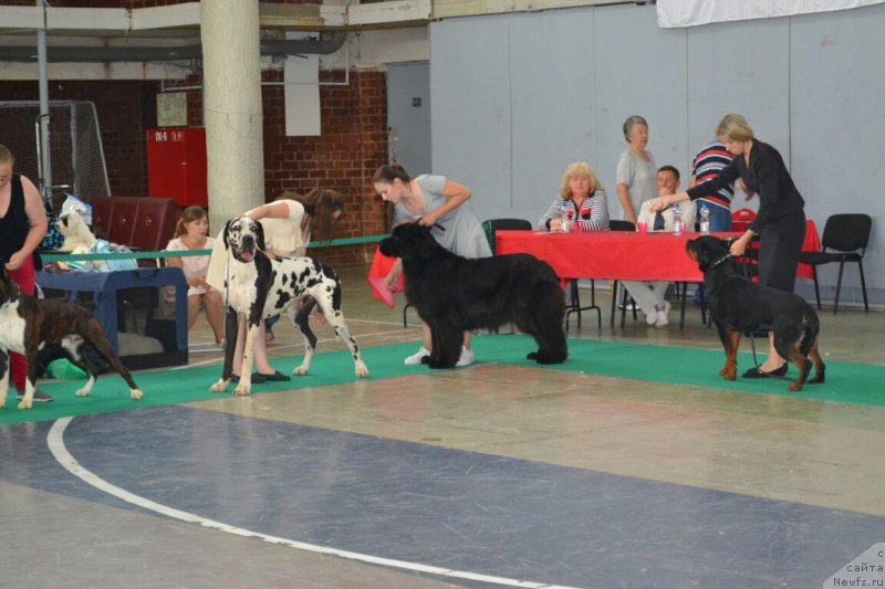 Фото: ньюфаундленд Браунблад МСК Вина Коррайн