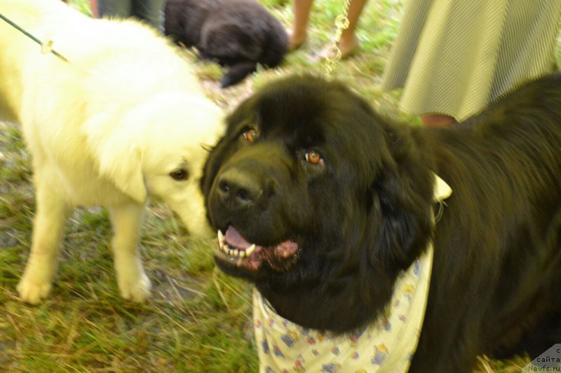 Фото: ньюфаундленд Браунблад МСК Вина Коррайн