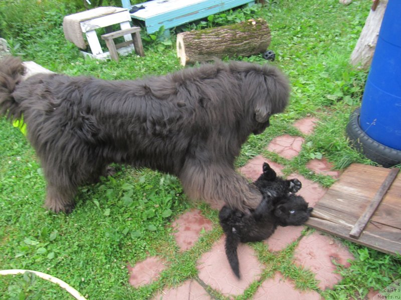 Фотография № 237090