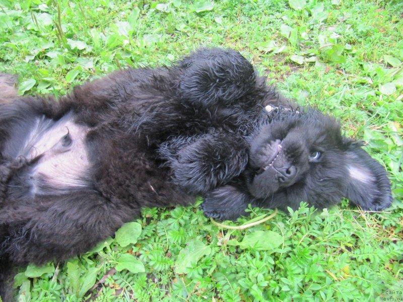 Фотография № 237092