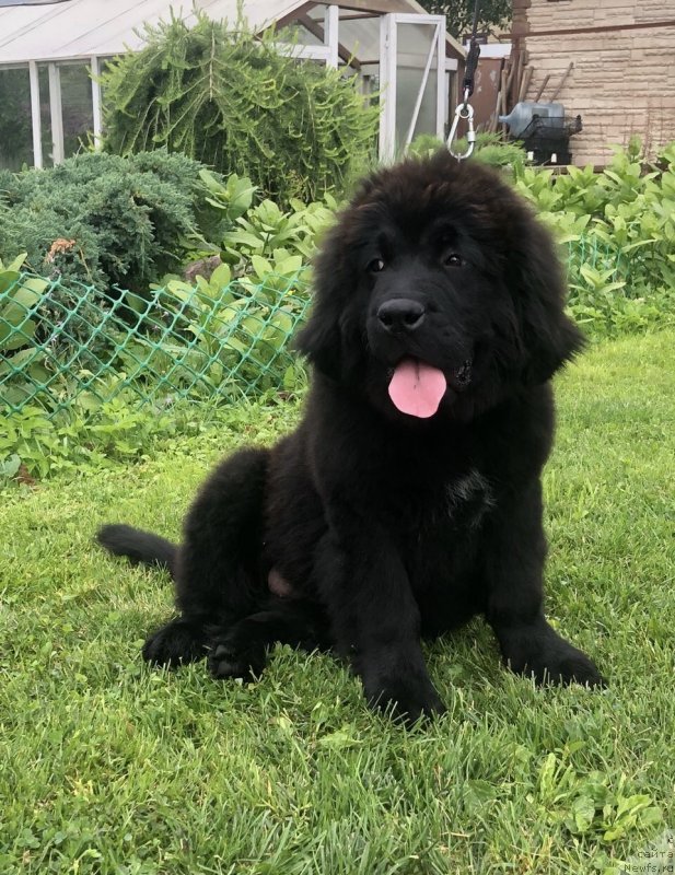 Фото: ньюфаундленд Браунблад МСК Марта Чирфул Леди (Brownblood MSK Martha Cheerful Lady)