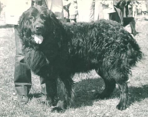 Фото: ньюфаундленд Шер Шансон