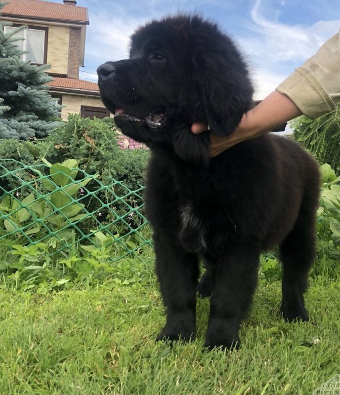 Фото: ньюфаундленд Браунблад МСК Марта Чирфул Леди (Brownblood MSK Martha Cheerful Lady)