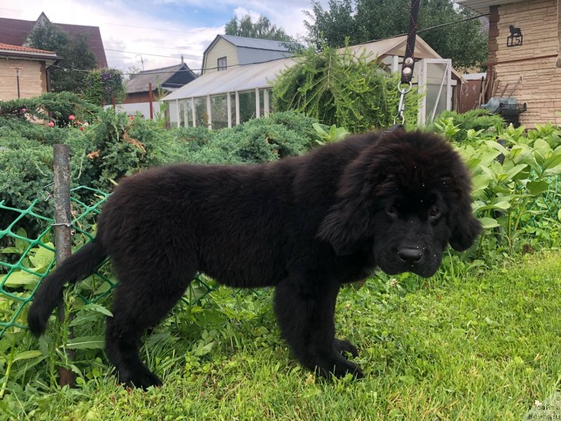Фото: ньюфаундленд Браунблад МСК Марта Чирфул Леди (Brownblood MSK Martha Cheerful Lady)