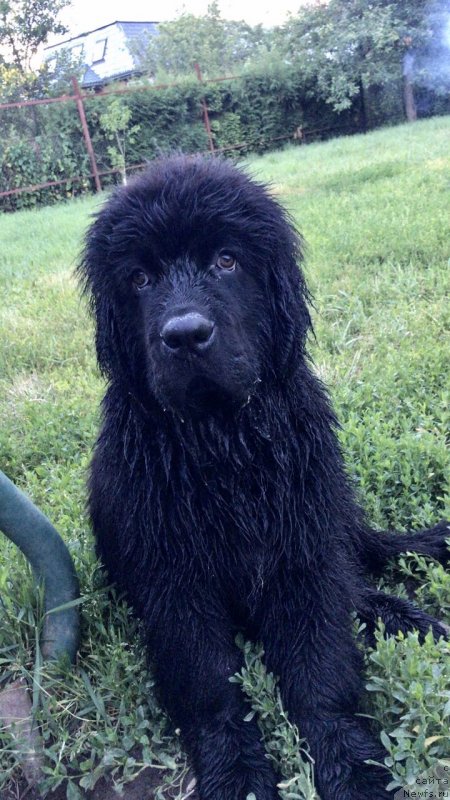 Фото: ньюфаундленд Браунблад МСК Мартин Корэйджес Гай (Brownblood MSK Martin Courageous Guy)