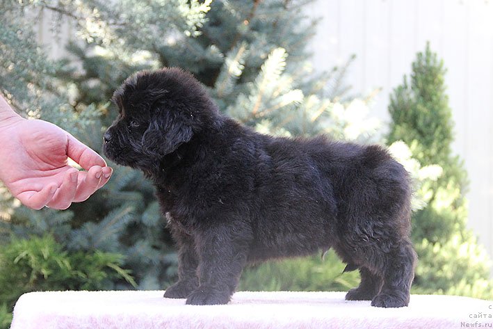 Фото: ньюфаундленд Риччи с Берега Дона (Richchi s Berega Dona)