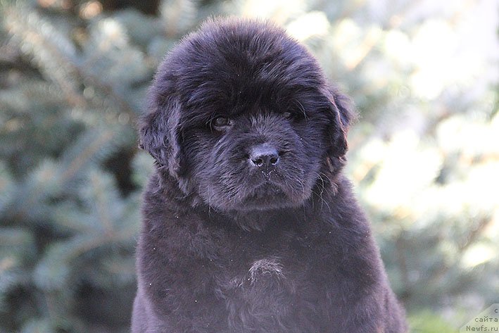 Фото: ньюфаундленд Риччи с Берега Дона (Richchi s Berega Dona)