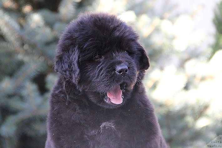 Фото: ньюфаундленд Риччи с Берега Дона (Richchi s Berega Dona)