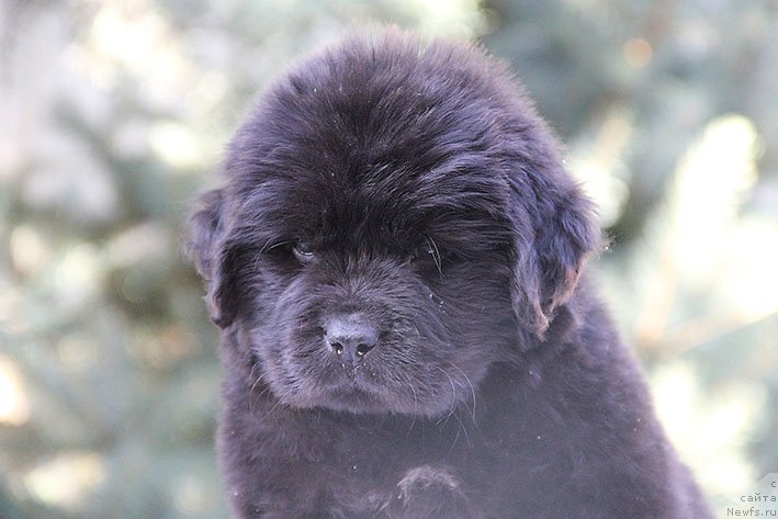 Фото: ньюфаундленд Риччи с Берега Дона (Richchi s Berega Dona)