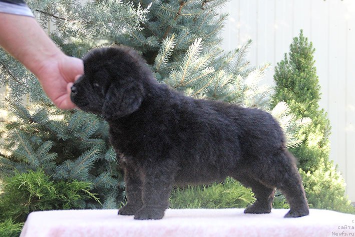 Фото: ньюфаундленд Рокки с Берега Дона