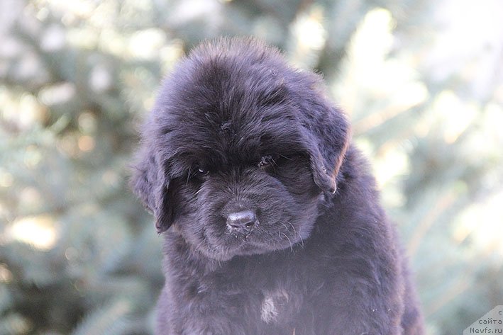 Фото: ньюфаундленд Рокки с Берега Дона