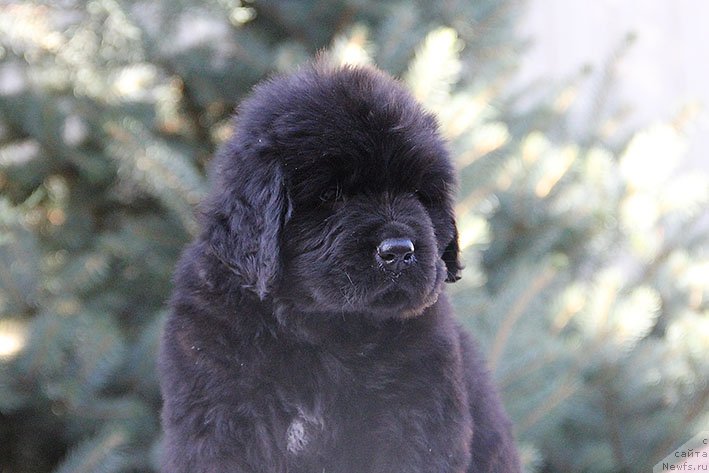 Фото: ньюфаундленд Рокки с Берега Дона