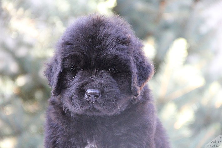 Фото: ньюфаундленд Рокки с Берега Дона