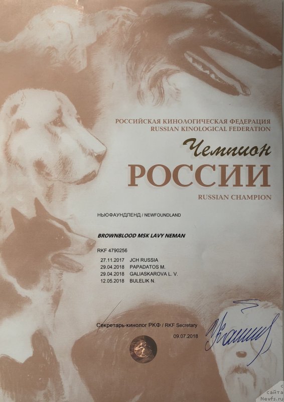 Фото: ньюфаундленд Браунблад MCК Лави Нэман (Brownblood MSK Lavy Neman)