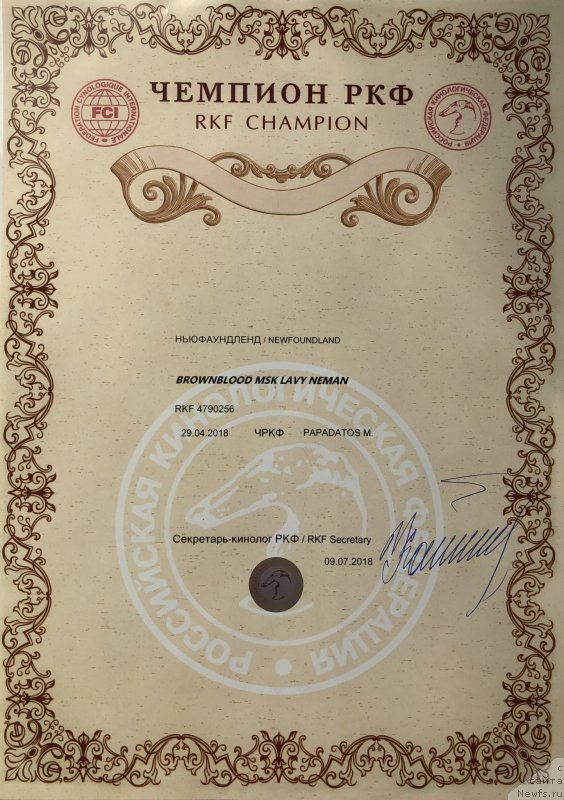 Фото: ньюфаундленд Браунблад MCК Лави Нэман (Brownblood MSK Lavy Neman)