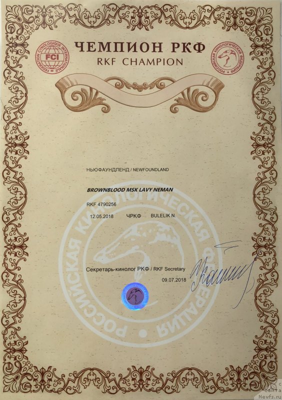 Фото: ньюфаундленд Браунблад MCК Лави Нэман (Brownblood MSK Lavy Neman)