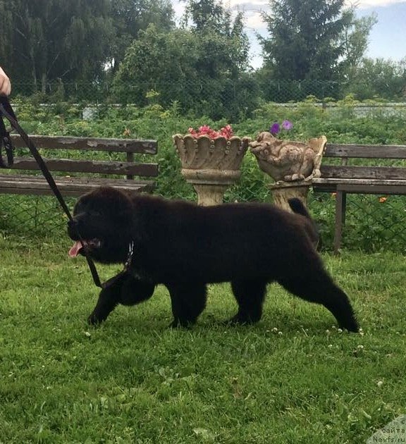 Фото: ньюфаундленд Браунблад МСК Марта Чирфул Леди (Brownblood MSK Martha Cheerful Lady)