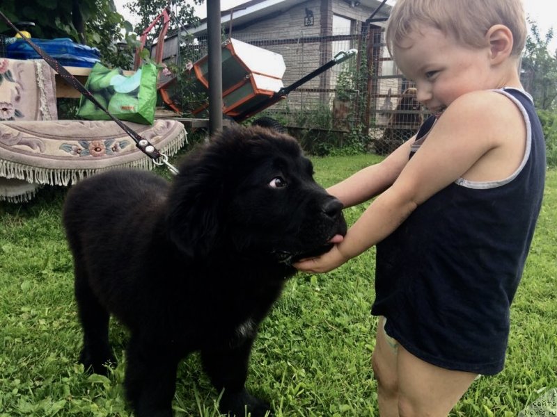 Фото: ньюфаундленд Браунблад МСК Марта Чирфул Леди (Brownblood MSK Martha Cheerful Lady)
