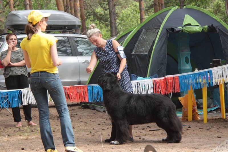 Фото: ньюфаундленд Блэк Диамонд Агидель от Потапа Виолетта (Black Diamond Agidel ot Potapa Violetta)