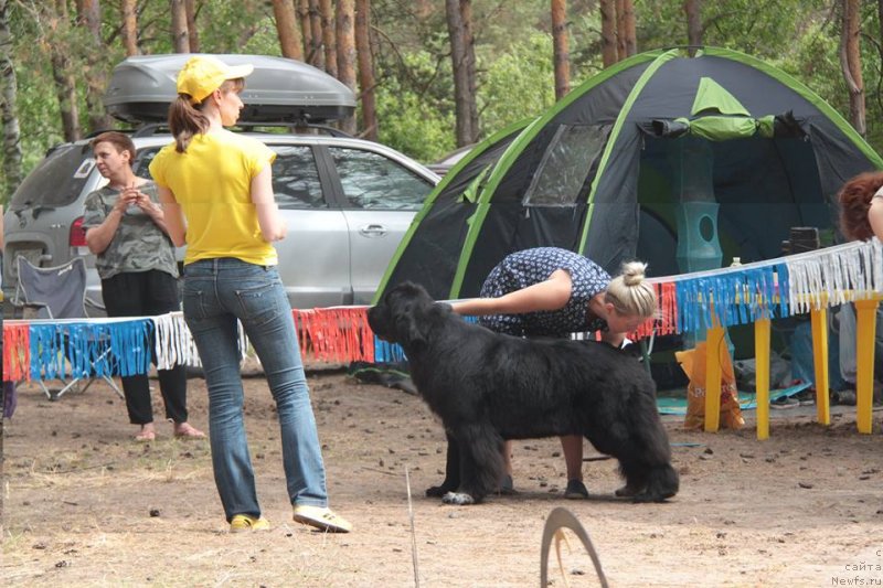 Фото: ньюфаундленд Блэк Диамонд Агидель от Потапа Виолетта (Black Diamond Agidel ot Potapa Violetta)