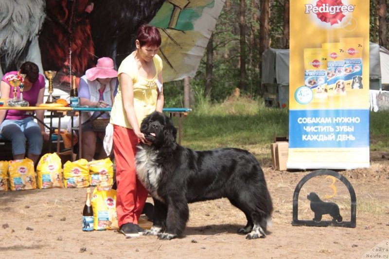 Фото: ньюфаундленд Блэк Диамонд Агидель от Потапа Виз-А-Виз