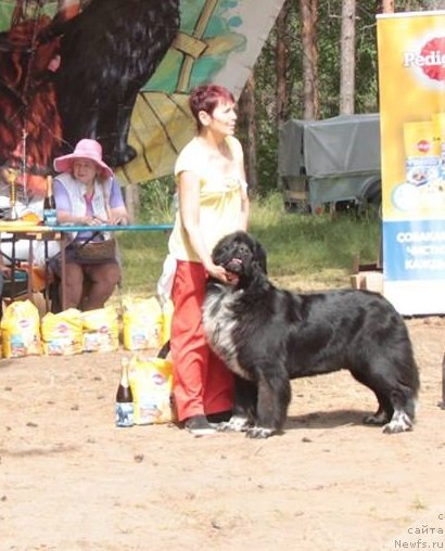 Фото: ньюфаундленд Блэк Диамонд Агидель от Потапа Виз-А-Виз