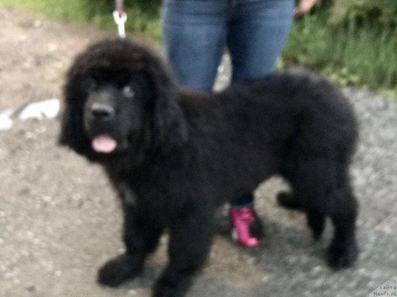 Фото: ньюфаундленд Браунблад МСК Мартин Корэйджес Гай (Brownblood MSK Martin Courageous Guy)