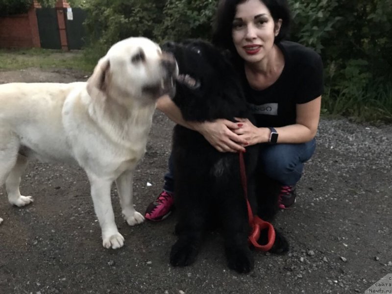 Фото: ньюфаундленд Браунблад МСК Мартин Корэйджес Гай (Brownblood MSK Martin Courageous Guy)