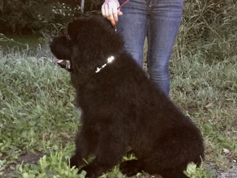 Фото: ньюфаундленд Браунблад МСК Мартин Корэйджес Гай (Brownblood MSK Martin Courageous Guy)