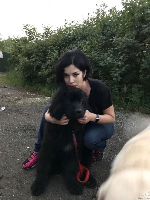 Фото: ньюфаундленд Браунблад МСК Мартин Корэйджес Гай (Brownblood MSK Martin Courageous Guy)