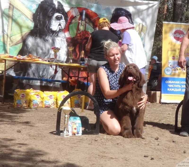 Фото: ньюфаундленд Ньюфорт Мэллани Красавица Пармы