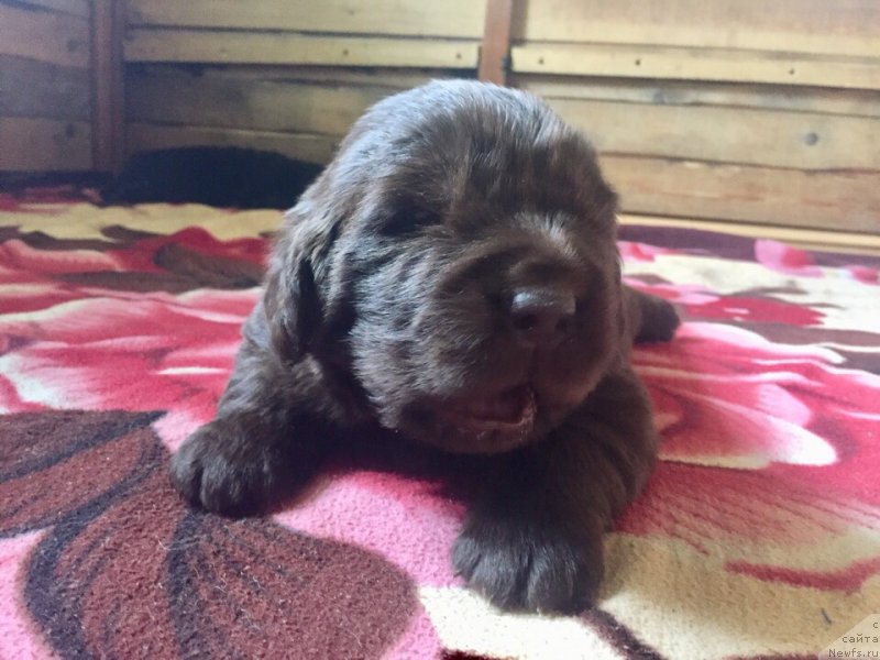 Фотография № 237136