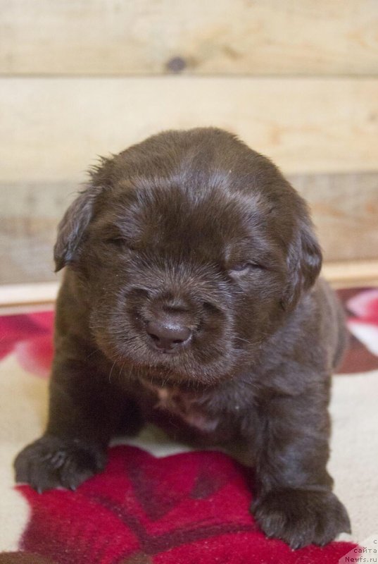 Фотография № 237139