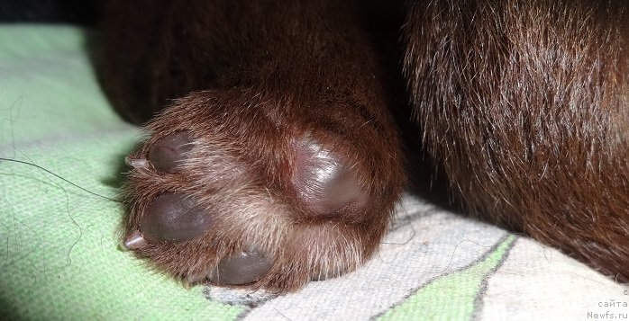 Фото: ньюфаундленд Фанньюф Авалон (Funnewf Avalon)