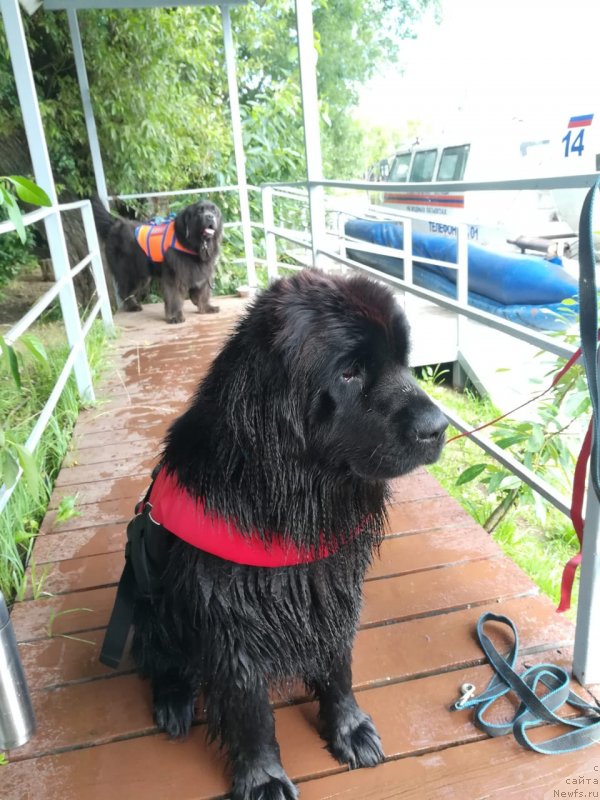 Фото: ньюфаундленд Май Френд Ньюфи Лавендэ Палм (May Frend Newfy Lavender Palm)