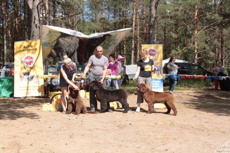 Фото: ньюфаундленд Ньюфорт Мелодия Любви