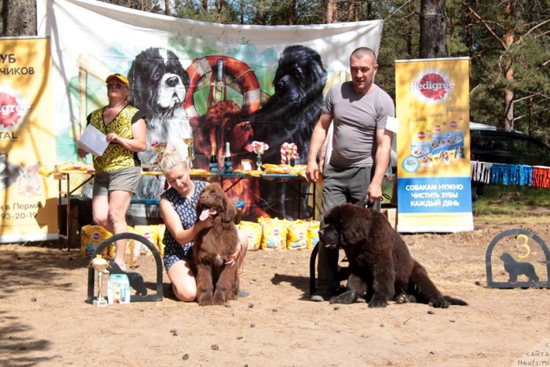 Фото: ньюфаундленд Ньюфорт Мэллани Красавица Пармы, ньюфаундленд Ласковый и Нежный Дар