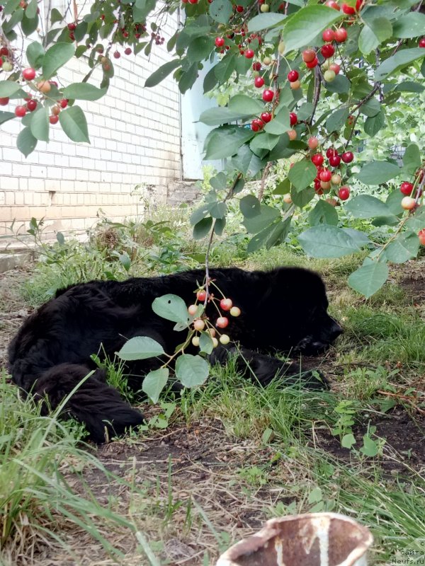 Фото: ньюфаундленд Эхо Москвы с Берега Дона (Eho Moskvy s Berega Dona)