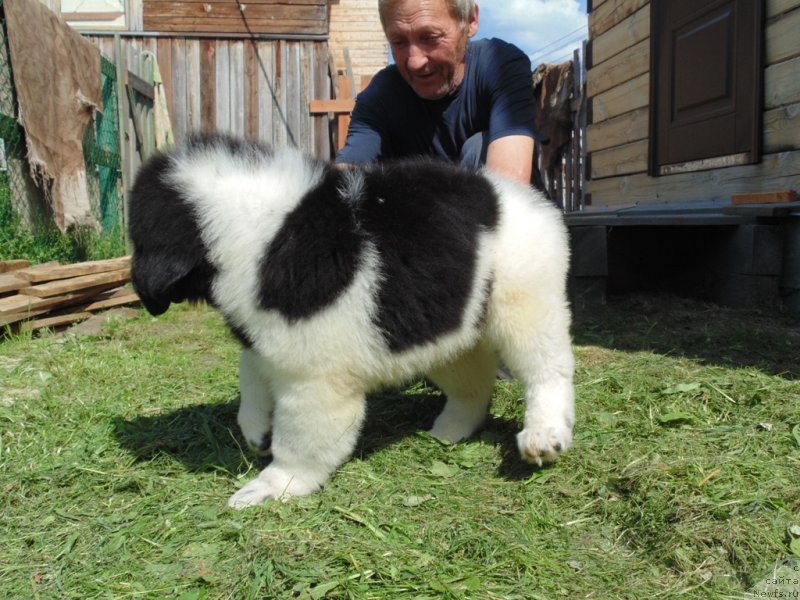 Фото: ньюфаундленд Десантник от Карельских Медведей