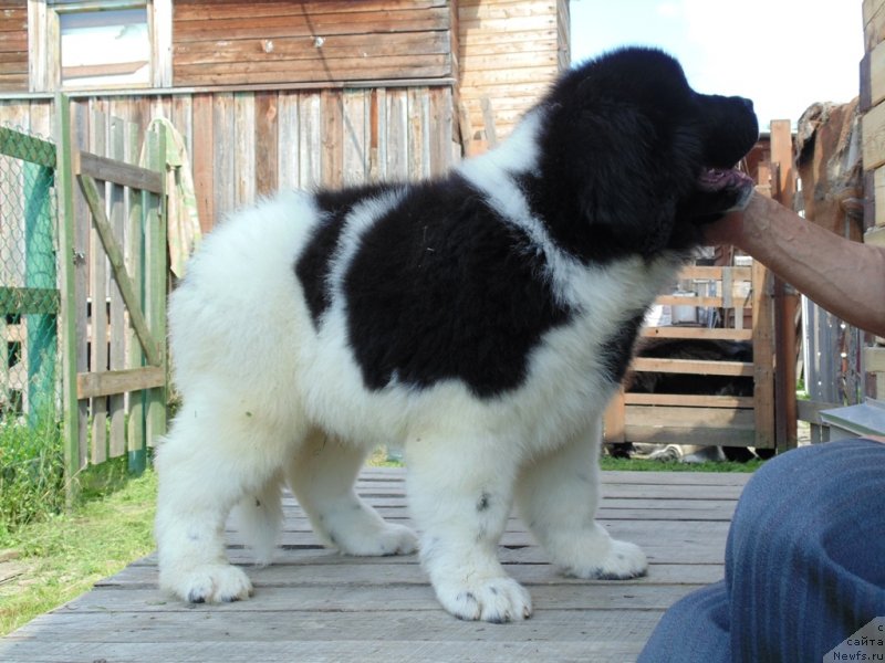 Фото: ньюфаундленд Десантник от Карельских Медведей