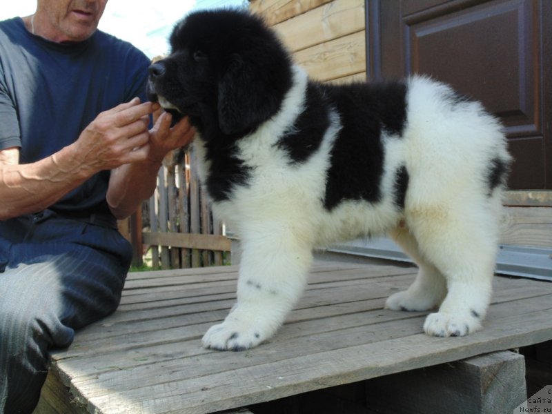 Фото: ньюфаундленд Десантник от Карельских Медведей