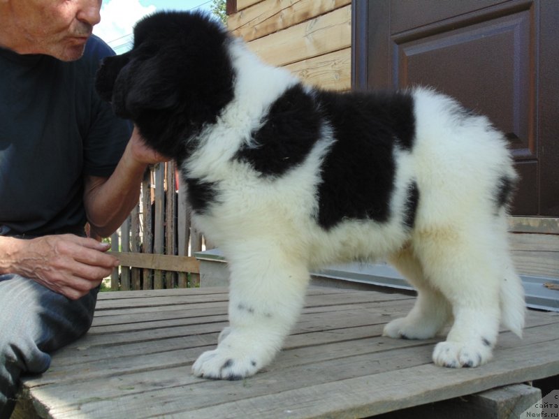 Фото: ньюфаундленд Десантник от Карельских Медведей