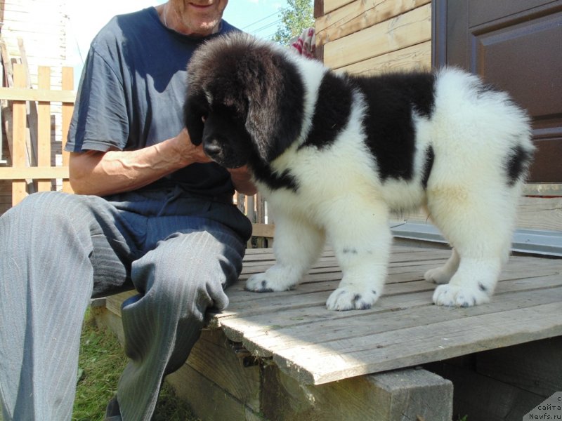 Фото: ньюфаундленд Десантник от Карельских Медведей
