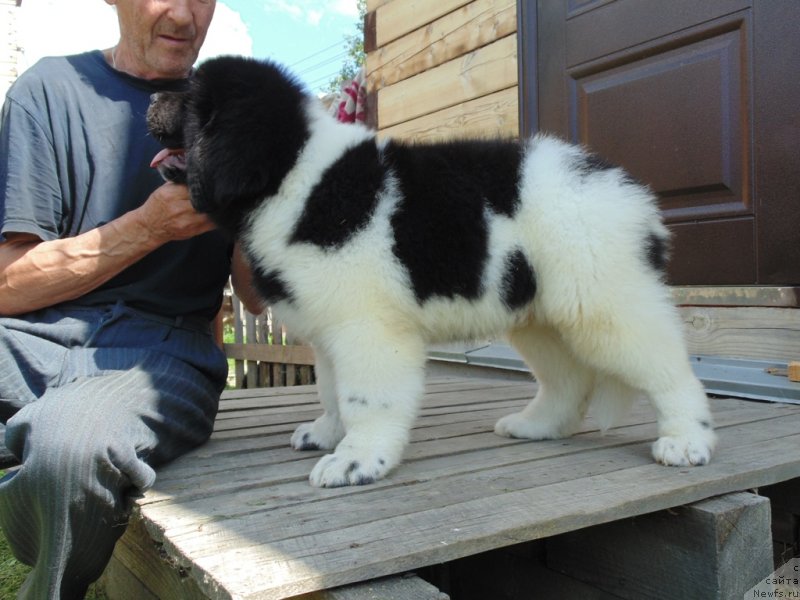 Фото: ньюфаундленд Десантник от Карельских Медведей