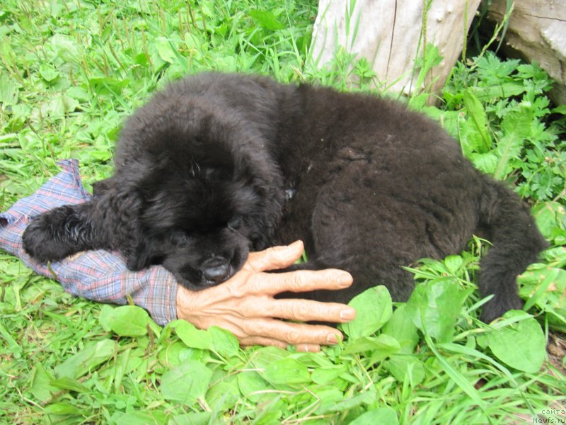 Фотография № 237192