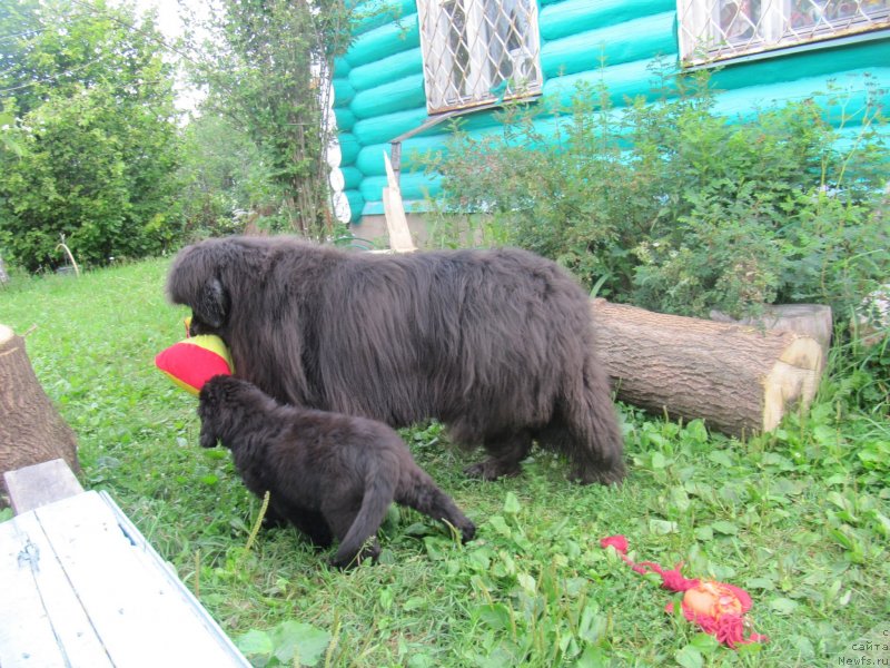 Фото: ньюфаундленд Риччи с Берега Дона (Richchi s Berega Dona), ньюфаундленд Дюрбахлер Клаб Альфаретта Виньетта
